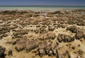 Stromatolite Royalty Free Stock Photo